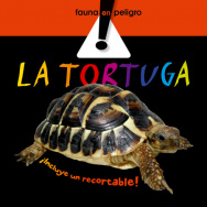 The Tortoise